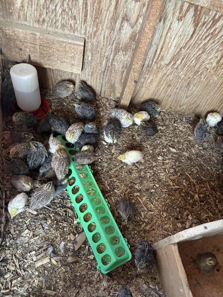 Coturnix Quail Chicks