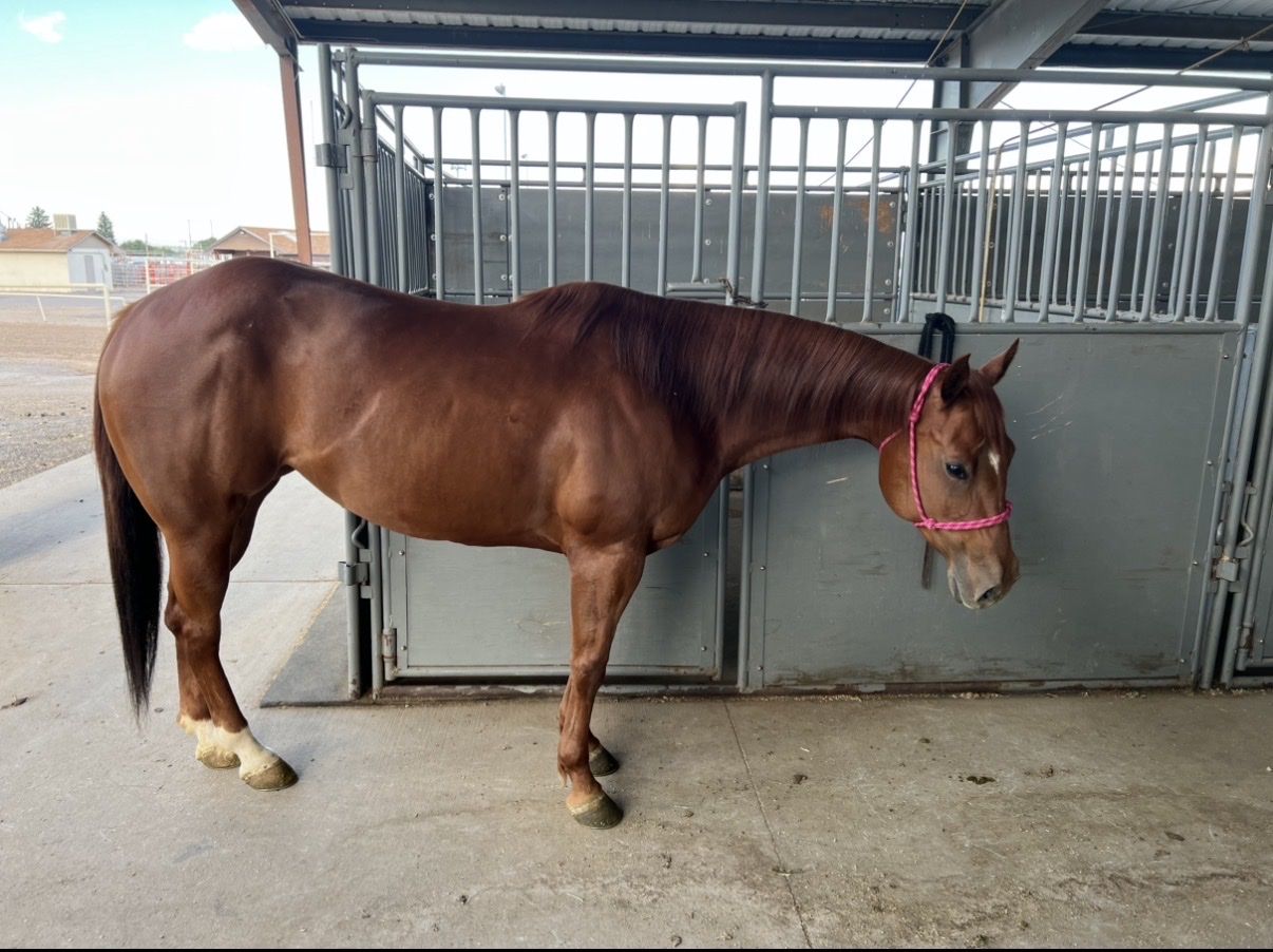 12 year old registered mare
