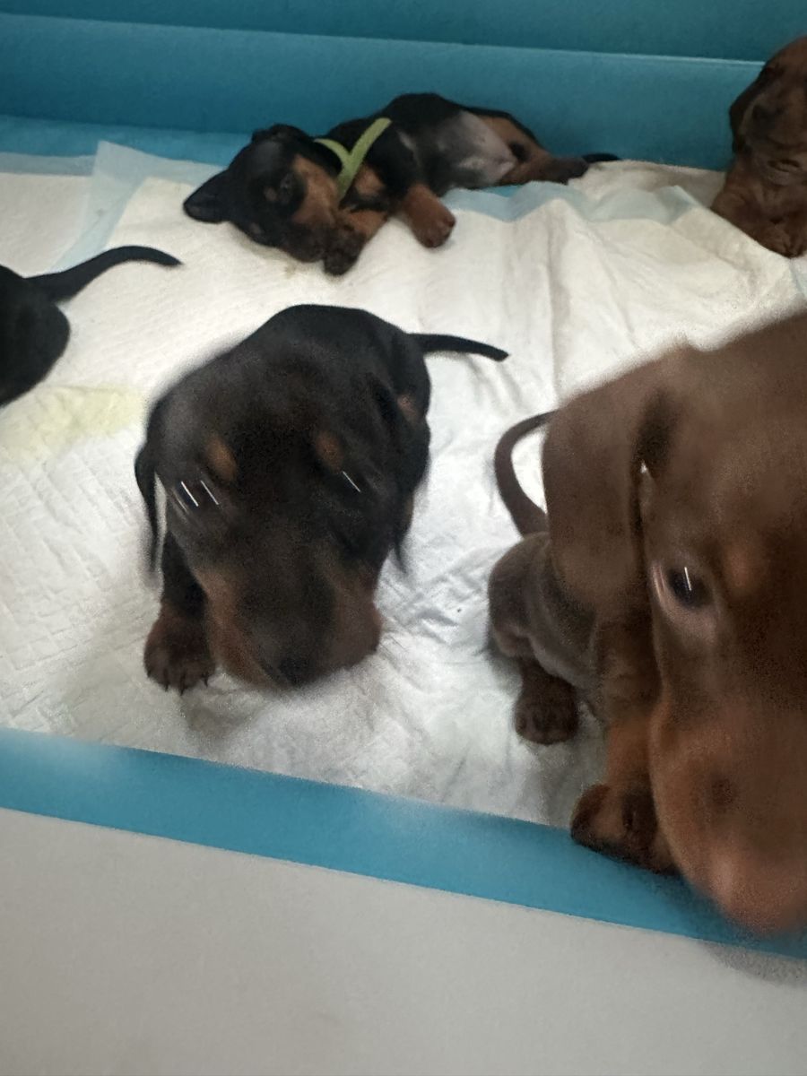 Adorable Dachshund Puppies - Black & Tan and Red
