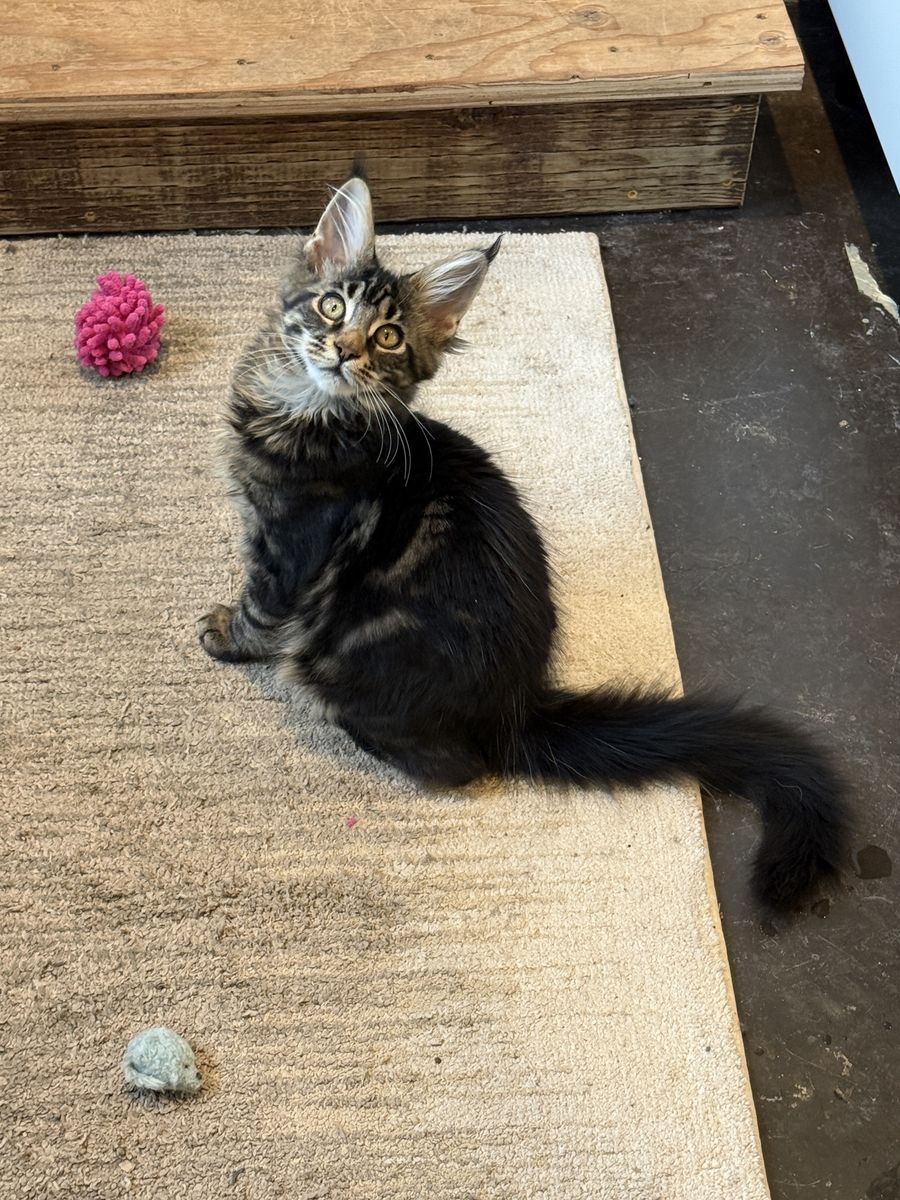 Lark** Maine Coon**