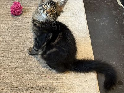 Lark** Maine Coon**