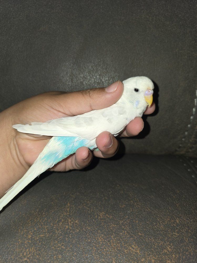 Male Parakeet