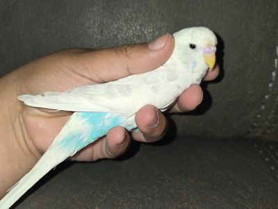 Male Parakeet