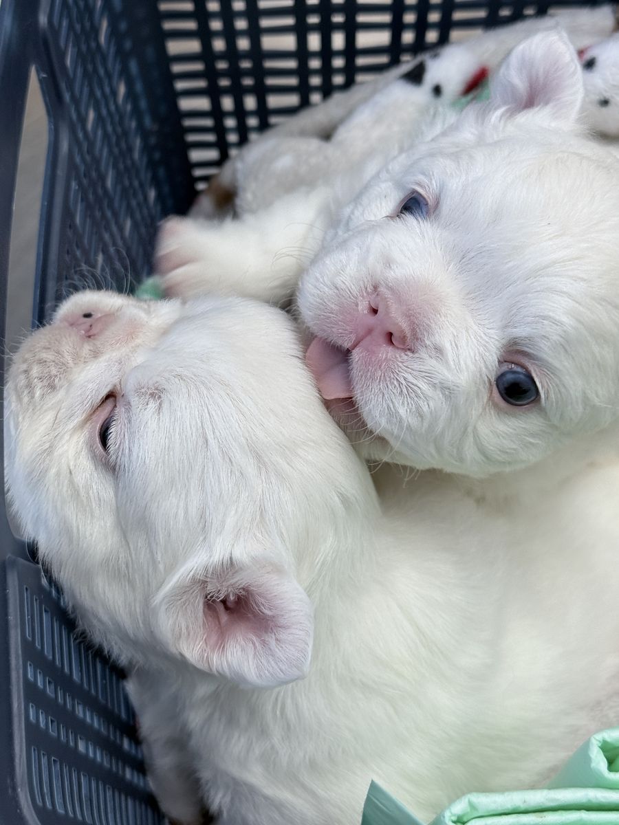 Fluffy French Bulldog Puppies