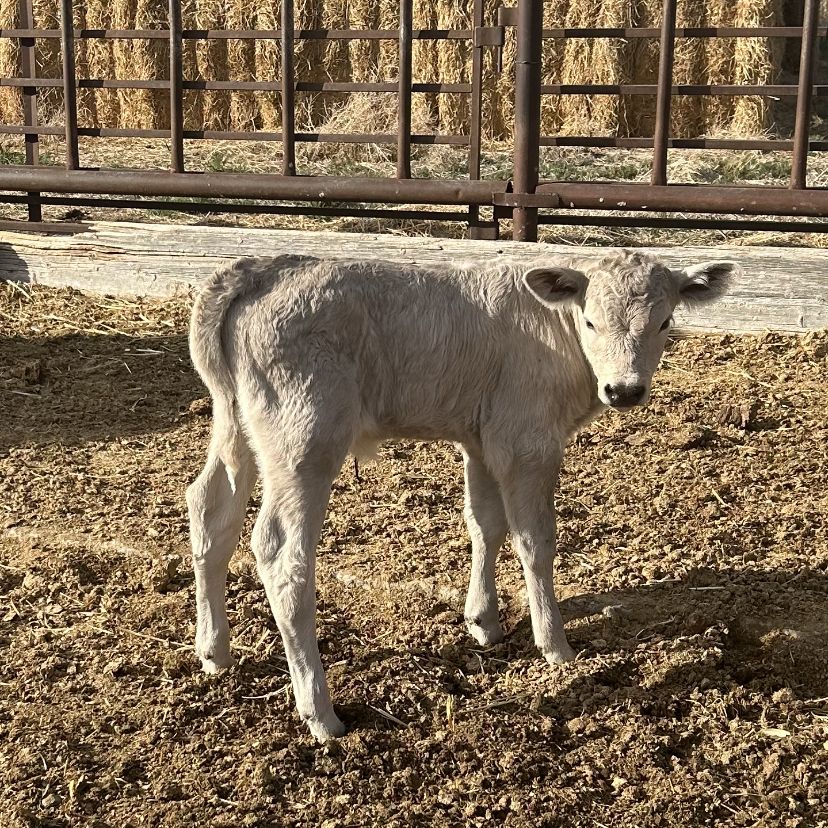 Charolais X Calf