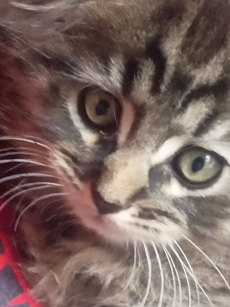 male tabby kitten born April 30 fluffy.long hair
