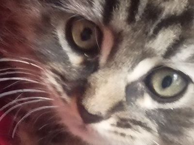 male tabby kitten born April 30 fluffy.long hair