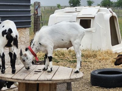 Goats