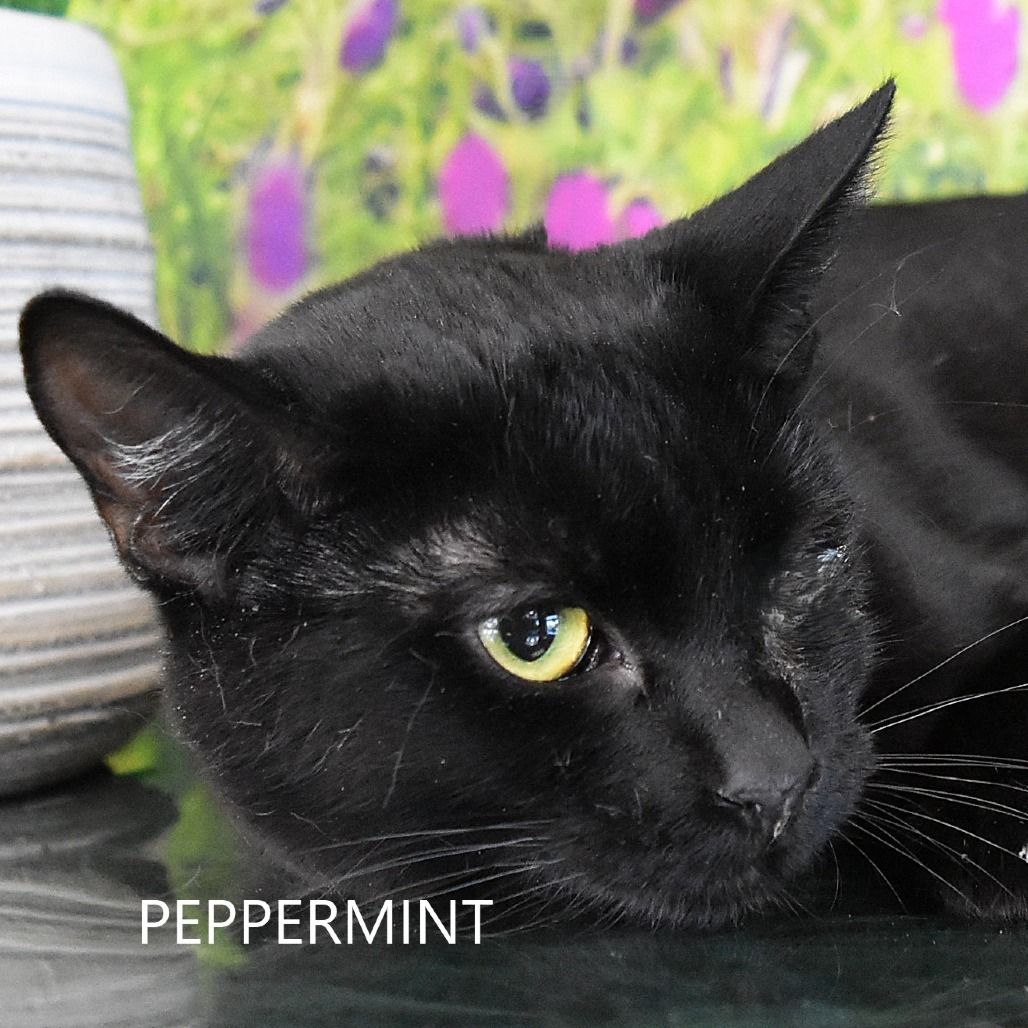 Hello my name is Peppermint