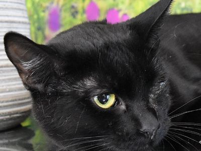 Hello my name is Spearmint