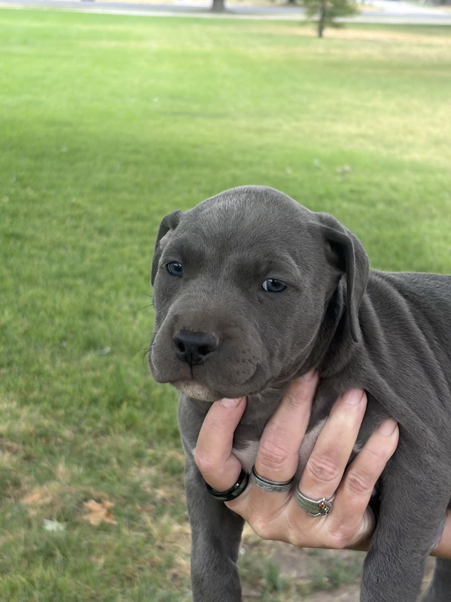 Blue nose pitbull puppies 