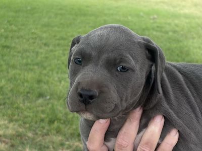 Blue nose pitbull puppies