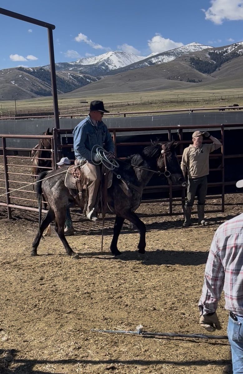 Blue Roan AQHA Gelding