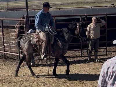 Blue Roan AQHA Gelding