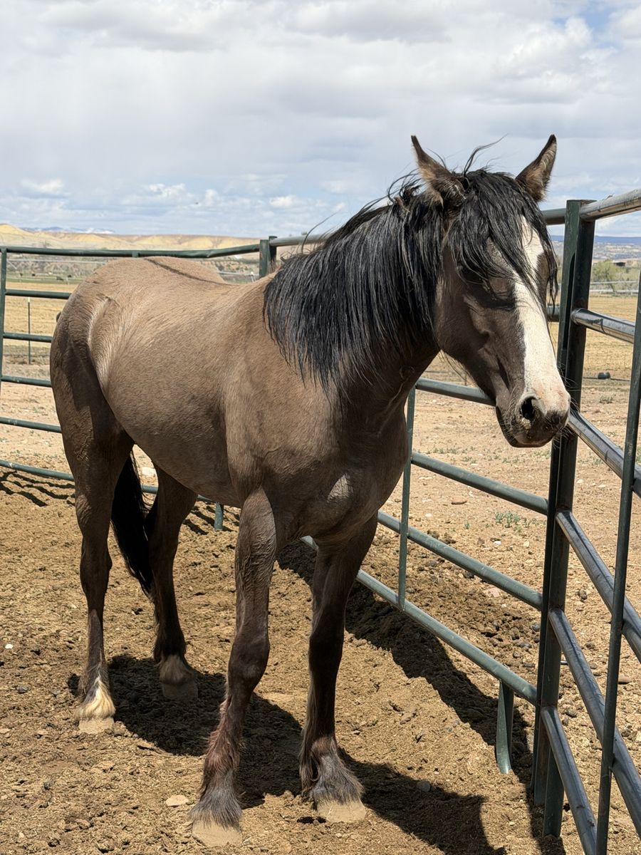 2 Yr Old Half Gypsy Vanner