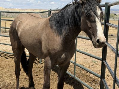 2 Yr Old Half Gypsy Vanner