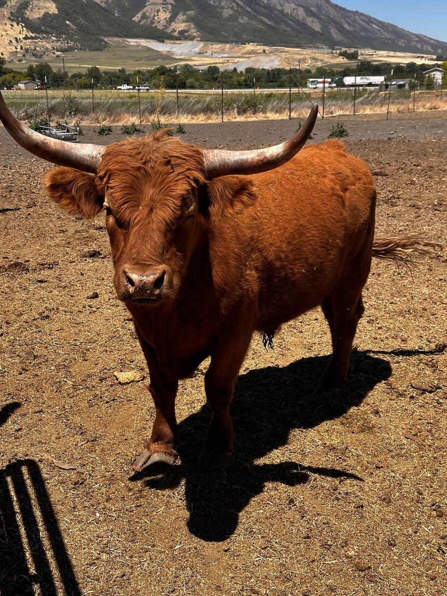 Midsize Highland Steers