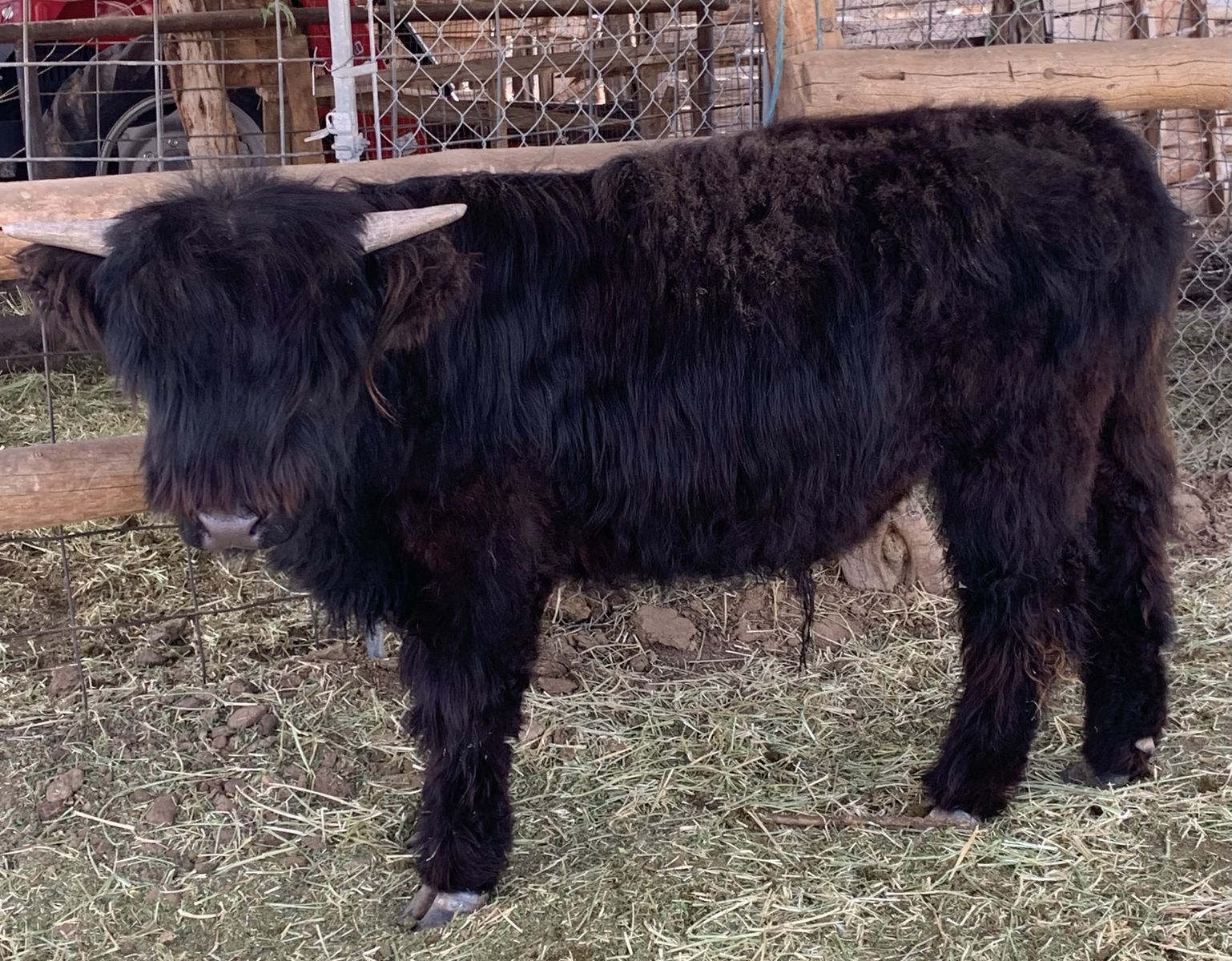 Black Highland bull born May 30, 2025