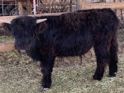 Black Highland bull born May 30, 2025