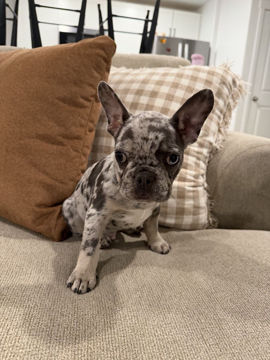 Frenchie puppy