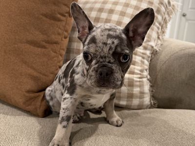 Frenchie puppy