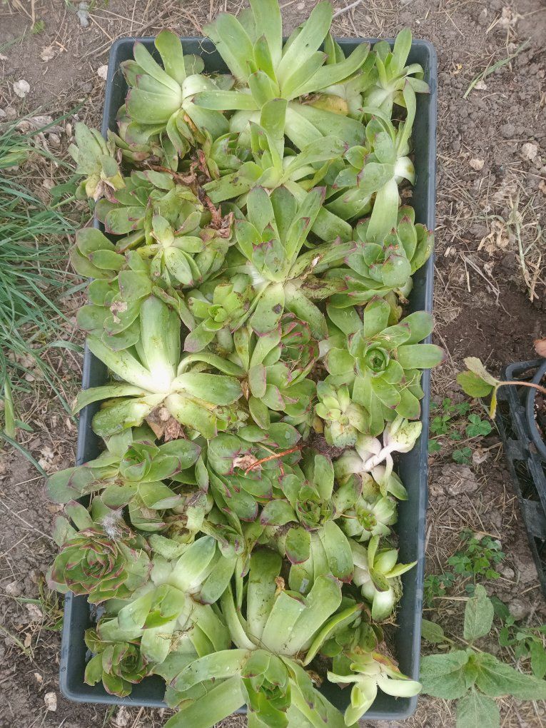 Hens & Chicks Plants
