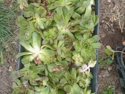 Hens & Chicks Plants