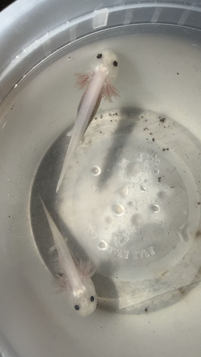 Axolotls