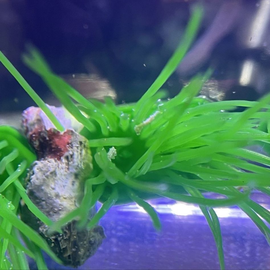 Dwarf Seahorses - SALTWATER ONLY !!