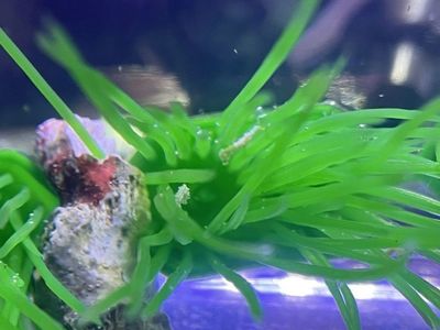 Dwarf Seahorses - SALTWATER ONLY !!