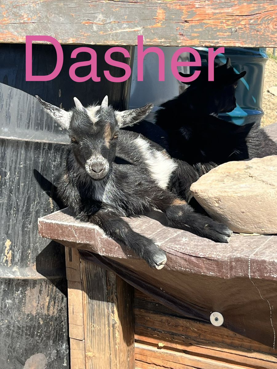 Baby Goats Available! Christmas & New Year Kids!