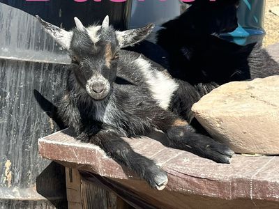 Baby Goats Available! Christmas & New Year Kids!