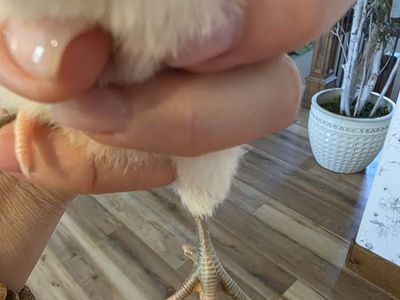 4 Specialty Female Chicks