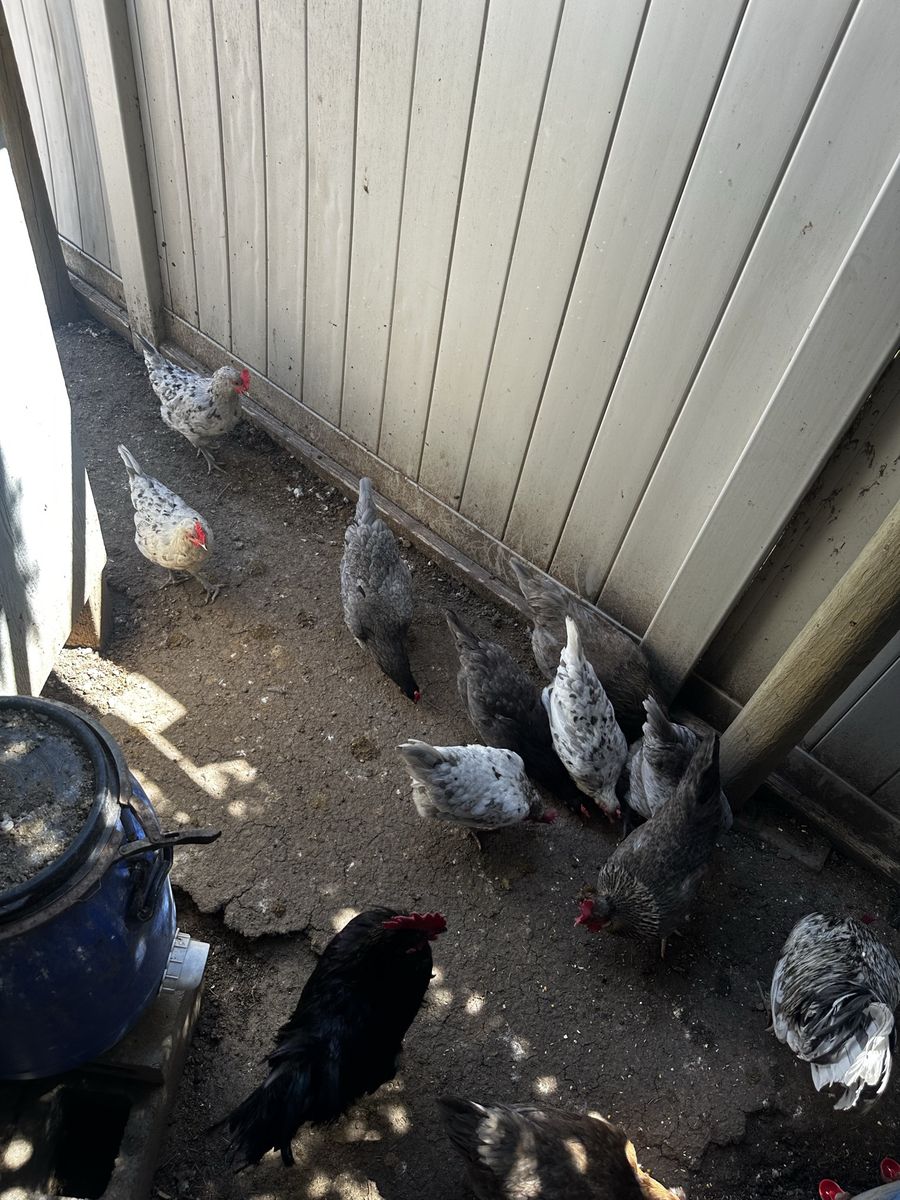 1 year old hens