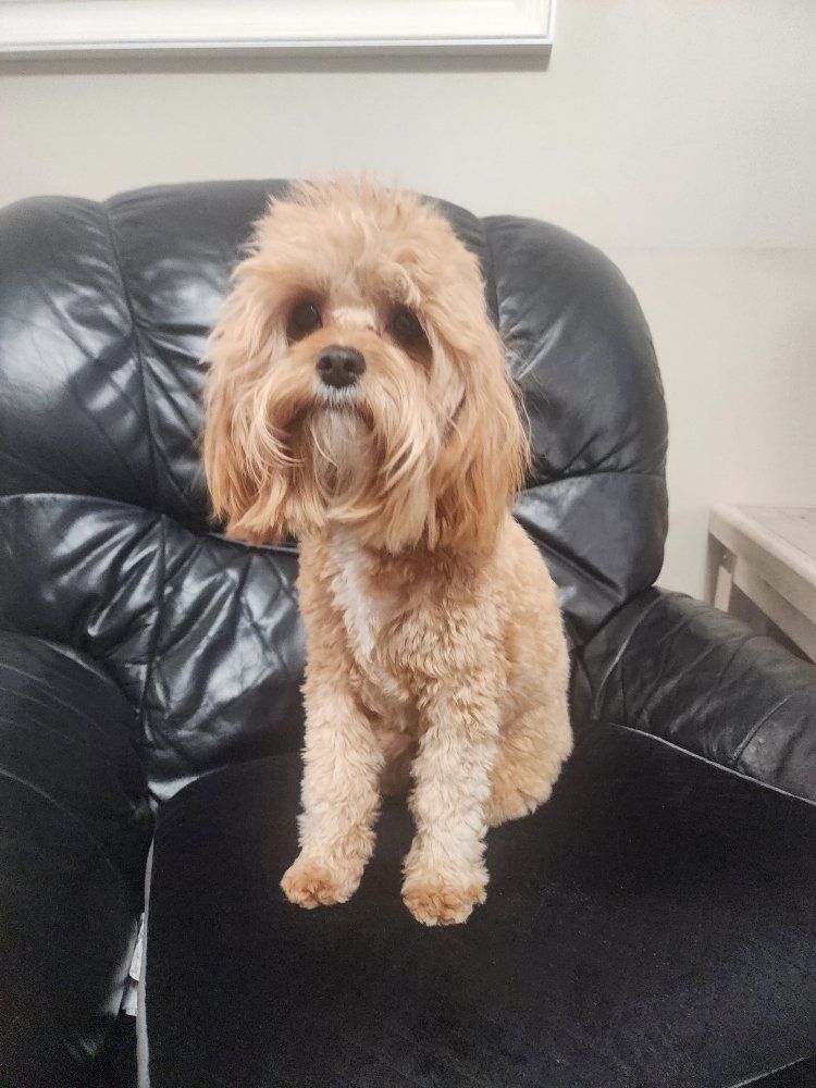 Cavapoo