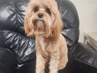 Cavapoo