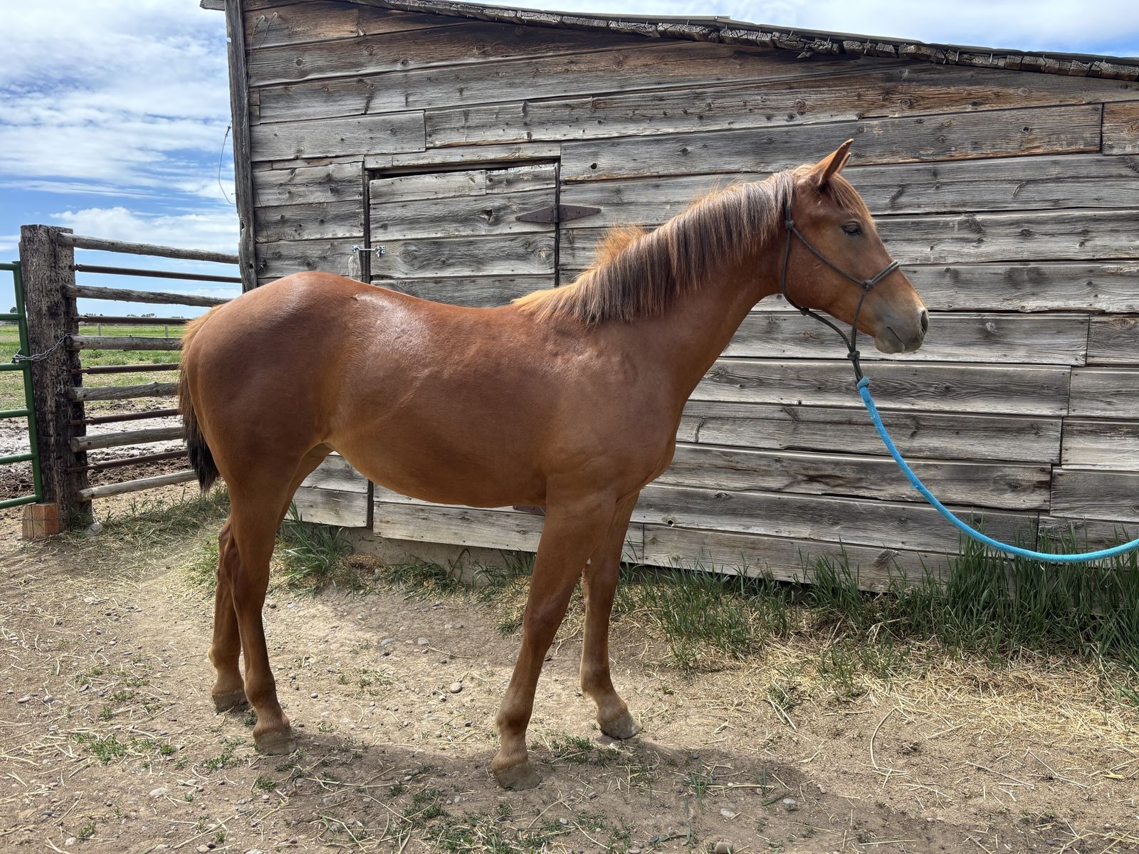 Yearling 1/4 draft filly
