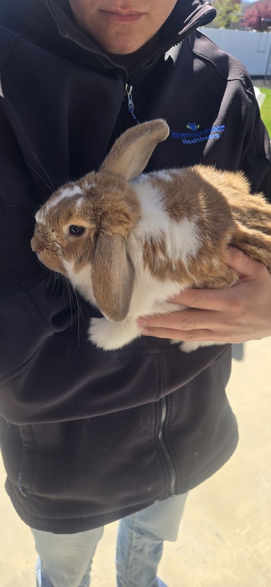 Free Hollandlop