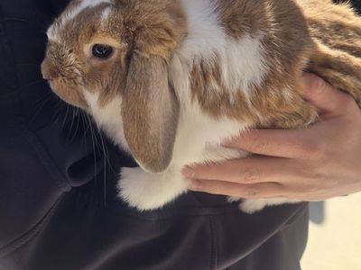 Free Hollandlop