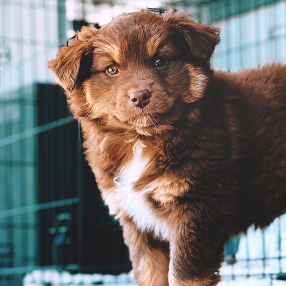 Australian Shepherd Female Puppy! and Male Dog