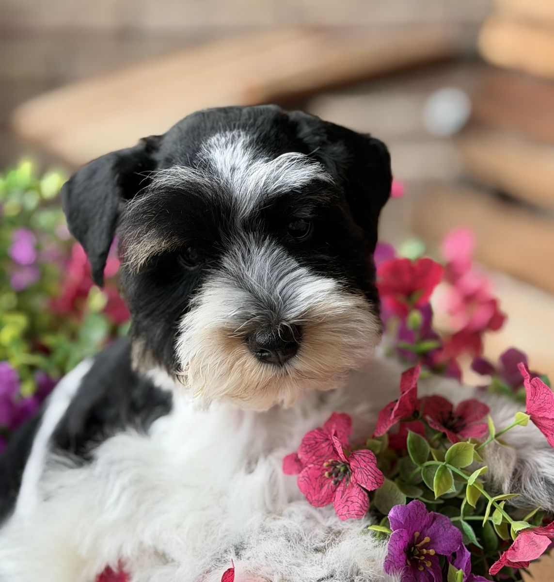 Adorable Miniature Schnauzer Puppy