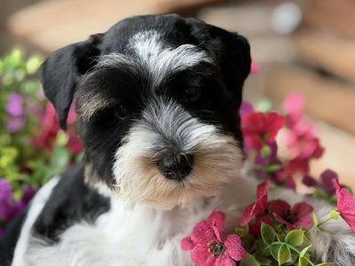 Adorable Miniature Schnauzer Puppy