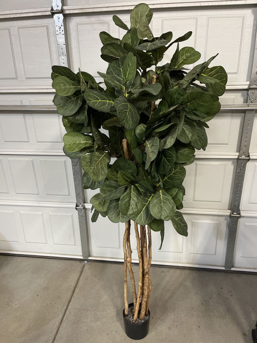 Fake Fig Tree
