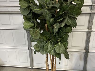 Fake Fig Tree