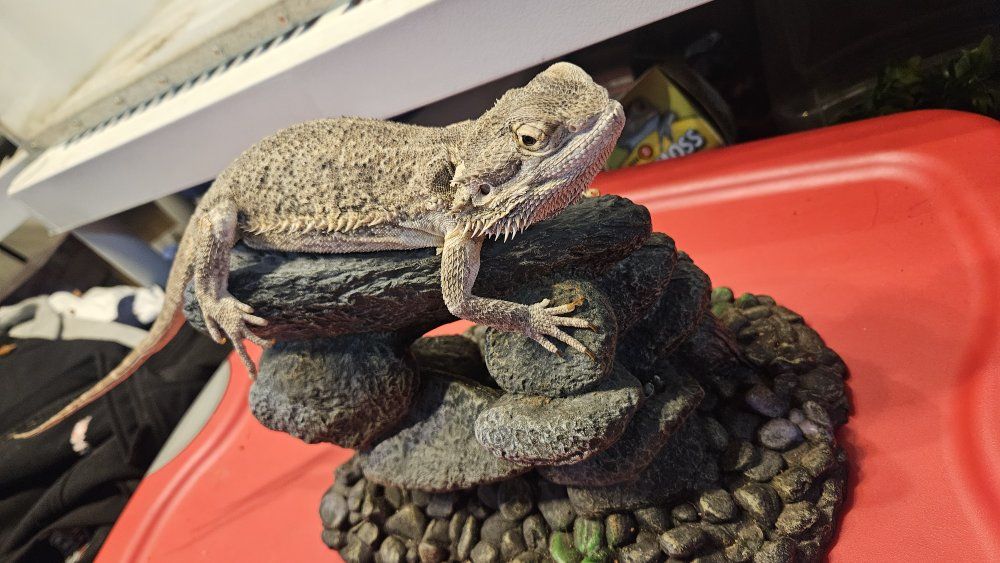 bearded dragon