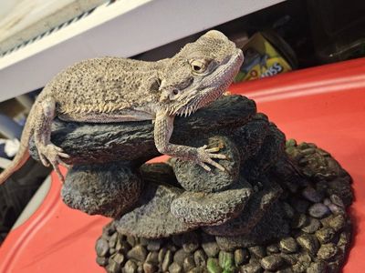 bearded dragon