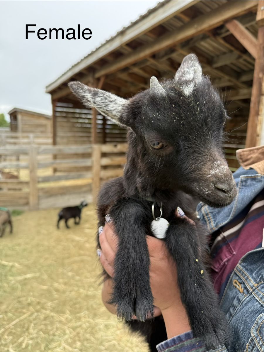 Pygmy Goat Kids