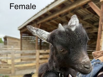 Pygmy Goat Kids