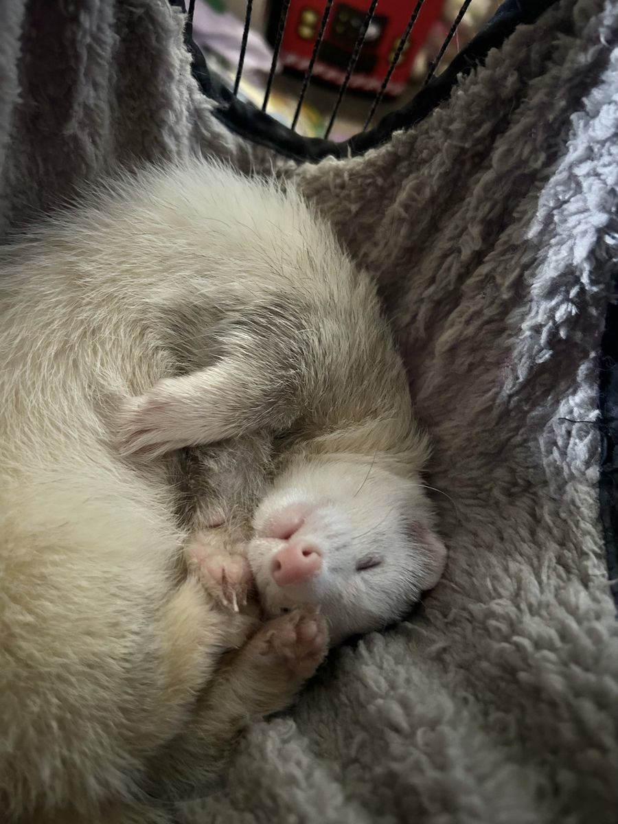 4 Noodles(Ferrets)