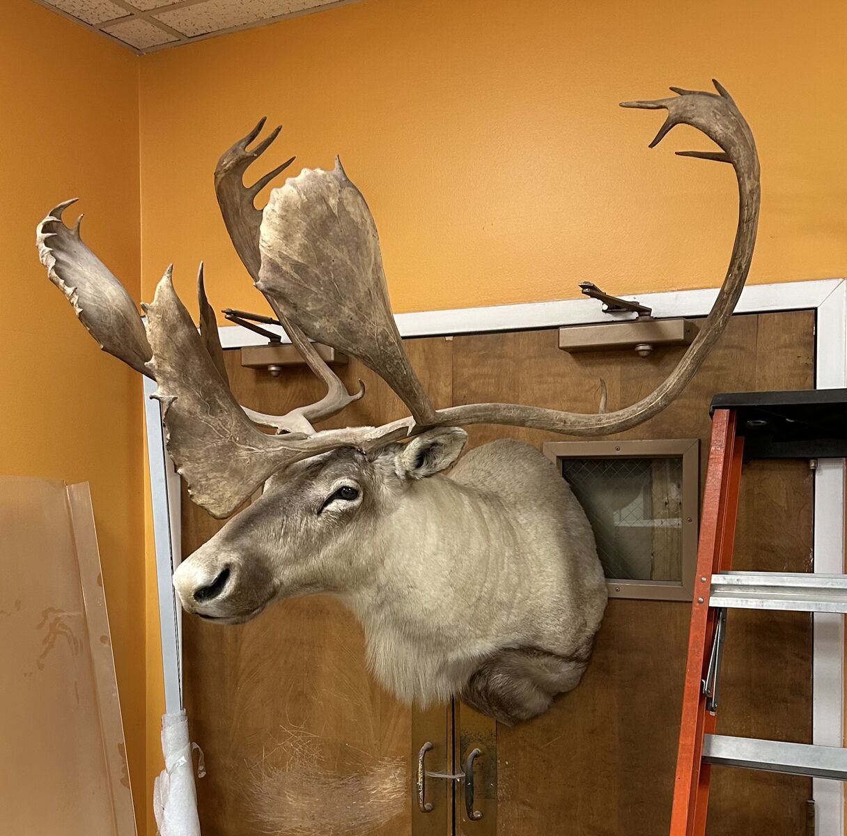 Caribou Head Trophy Mount Taxidermy Wall Antlers